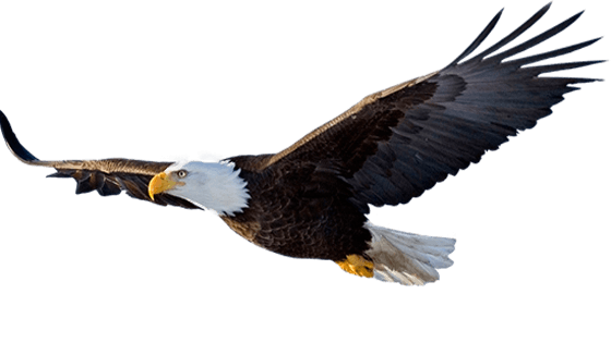 A bald eagle in flight, symbol of American freedom